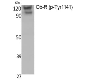 Western blot - Ob-R (Phospho-Tyr1141) Polyclonal Antibody from Signalway Antibody (12391) - Antibodies.com