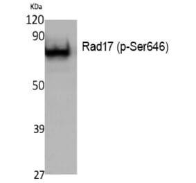 Western blot - Rad17 (Phospho-Ser646) Polyclonal Antibody from Signalway Antibody (12394) - Antibodies.com