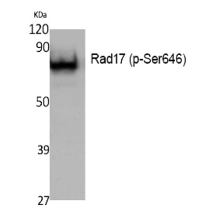 Western blot - Rad17 (Phospho-Ser646) Polyclonal Antibody from Signalway Antibody (12394) - Antibodies.com