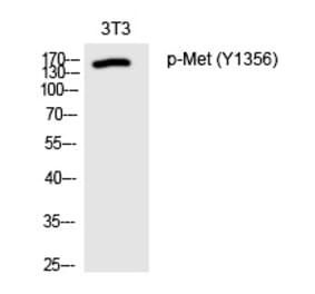 Western blot - Met (Phospho-Tyr1356) Polyclonal Antibody from Signalway Antibody (12230) - Antibodies.com