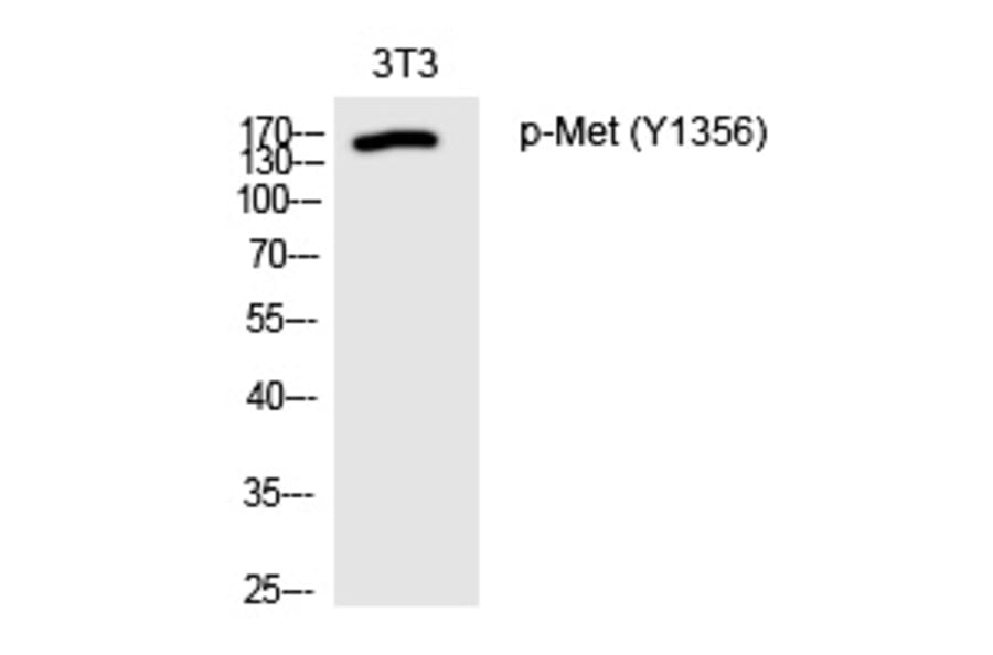 Western blot - Met (Phospho-Tyr1356) Polyclonal Antibody from Signalway Antibody (12230) - Antibodies.com
