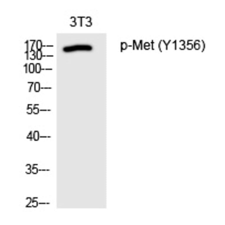 Western blot - Met (Phospho-Tyr1356) Polyclonal Antibody from Signalway Antibody (12230) - Antibodies.com