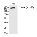 Western blot - Met (Phospho-Tyr1356) Polyclonal Antibody from Signalway Antibody (12230) - Antibodies.com