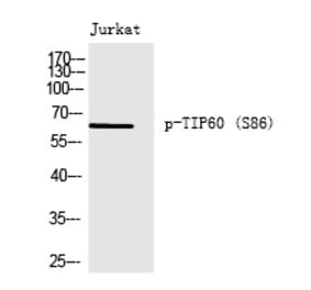 Western blot - TIP60 (Phospho-Ser86) Polyclonal Antibody from Signalway Antibody (12237) - Antibodies.com