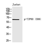 Western blot - TIP60 (Phospho-Ser86) Polyclonal Antibody from Signalway Antibody (12237) - Antibodies.com