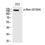 Western blot - Ron (Phospho-Ser1394) Polyclonal Antibody from Signalway Antibody (12239) - Antibodies.com