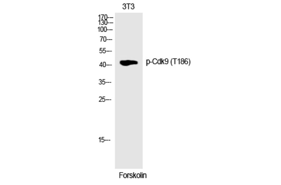 Western blot - Cdk9 (Phospho-Thr186) Polyclonal Antibody from Signalway Antibody (12242) - Antibodies.com