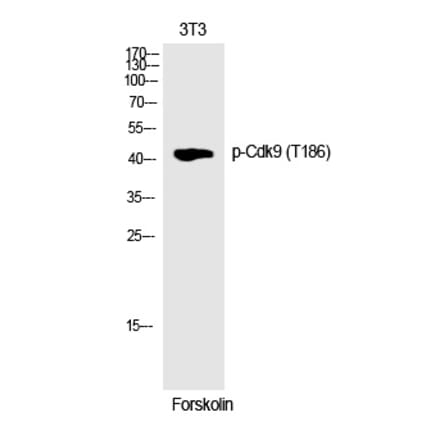 Western blot - Cdk9 (Phospho-Thr186) Polyclonal Antibody from Signalway Antibody (12242) - Antibodies.com