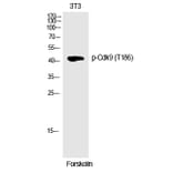 Western blot - Cdk9 (Phospho-Thr186) Polyclonal Antibody from Signalway Antibody (12242) - Antibodies.com