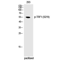 Western blot - TRF1 (Phospho-Ser219) Polyclonal Antibody from Signalway Antibody (12251) - Antibodies.com