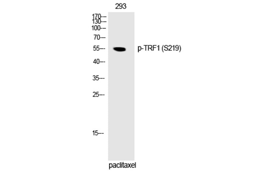 Western blot - TRF1 (Phospho-Ser219) Polyclonal Antibody from Signalway Antibody (12251) - Antibodies.com