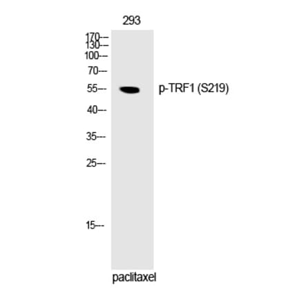 Western blot - TRF1 (Phospho-Ser219) Polyclonal Antibody from Signalway Antibody (12251) - Antibodies.com