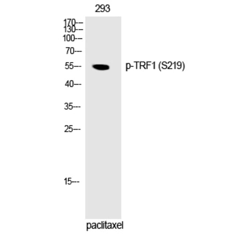 Western blot - TRF1 (Phospho-Ser219) Polyclonal Antibody from Signalway Antibody (12251) - Antibodies.com