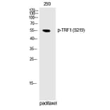 Western blot - TRF1 (Phospho-Ser219) Polyclonal Antibody from Signalway Antibody (12251) - Antibodies.com