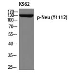 Western blot - Neu (Phospho-Tyr1112) Polyclonal Antibody from Signalway Antibody (12253) - Antibodies.com