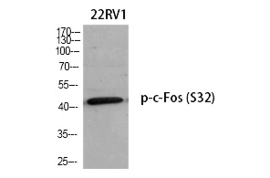 Western blot - c-Fos (Phospho-Ser32) Polyclonal Antibody from Signalway Antibody (12257) - Antibodies.com