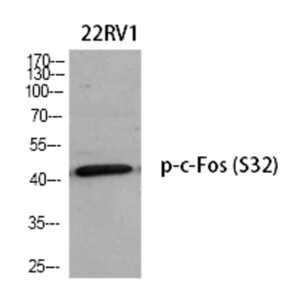 Western blot - c-Fos (Phospho-Ser32) Polyclonal Antibody from Signalway Antibody (12257) - Antibodies.com