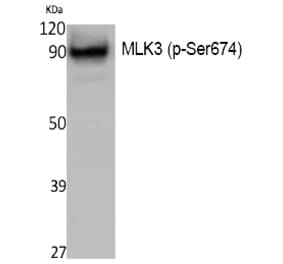 Western blot - MLK3 (Phospho-Ser674) Polyclonal Antibody from Signalway Antibody (12393) - Antibodies.com
