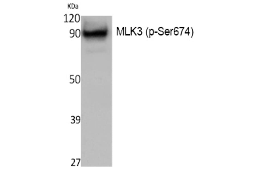 Western blot - MLK3 (Phospho-Ser674) Polyclonal Antibody from Signalway Antibody (12393) - Antibodies.com