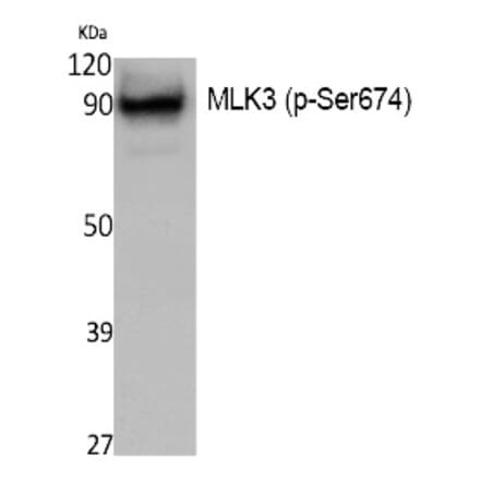 Western blot - MLK3 (Phospho-Ser674) Polyclonal Antibody from Signalway Antibody (12393) - Antibodies.com