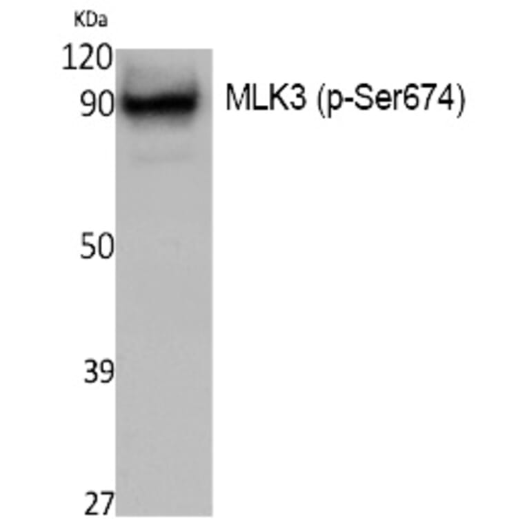 Western blot - MLK3 (Phospho-Ser674) Polyclonal Antibody from Signalway Antibody (12393) - Antibodies.com
