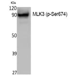 Western blot - MLK3 (Phospho-Ser674) Polyclonal Antibody from Signalway Antibody (12393) - Antibodies.com