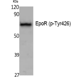 Western blot - EpoR (Phospho-Tyr426) Polyclonal Antibody from Signalway Antibody (12396) - Antibodies.com