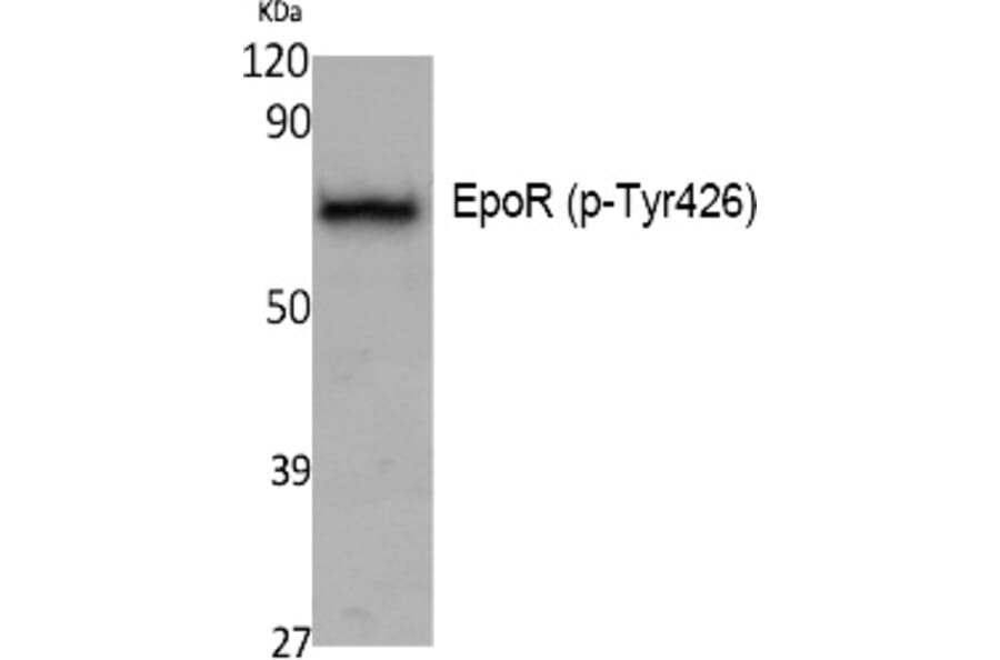 Western blot - EpoR (Phospho-Tyr426) Polyclonal Antibody from Signalway Antibody (12396) - Antibodies.com