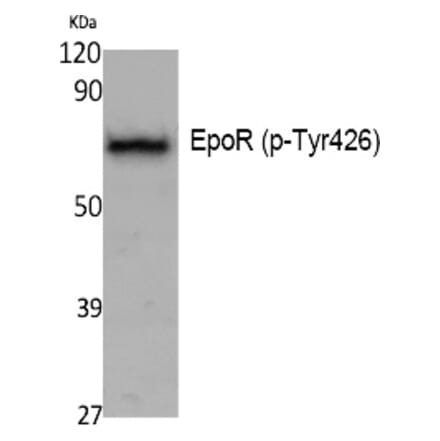Western blot - EpoR (Phospho-Tyr426) Polyclonal Antibody from Signalway Antibody (12396) - Antibodies.com