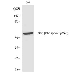 Western blot - Shb (Phospho-Tyr246) Polyclonal Antibody from Signalway Antibody (12221) - Antibodies.com