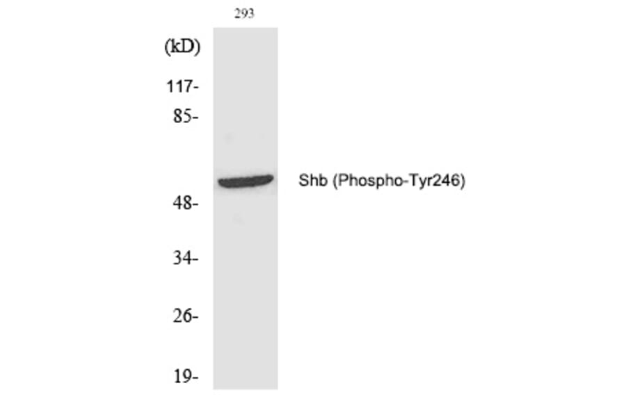 Western blot - Shb (Phospho-Tyr246) Polyclonal Antibody from Signalway Antibody (12221) - Antibodies.com
