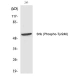 Western blot - Shb (Phospho-Tyr246) Polyclonal Antibody from Signalway Antibody (12221) - Antibodies.com