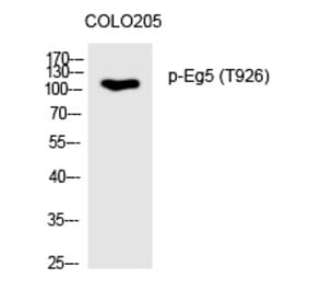Western blot - Eg5 (Phospho-Thr926) Polyclonal Antibody from Signalway Antibody (12244) - Antibodies.com