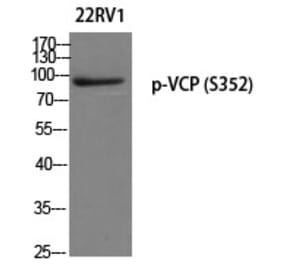 Western blot - VCP (Phospho-Ser352) Polyclonal Antibody from Signalway Antibody (12263) - Antibodies.com