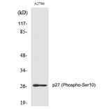 Western blot - p27 (Phospho-Ser10) Polyclonal Antibody from Signalway Antibody (12213) - Antibodies.com
