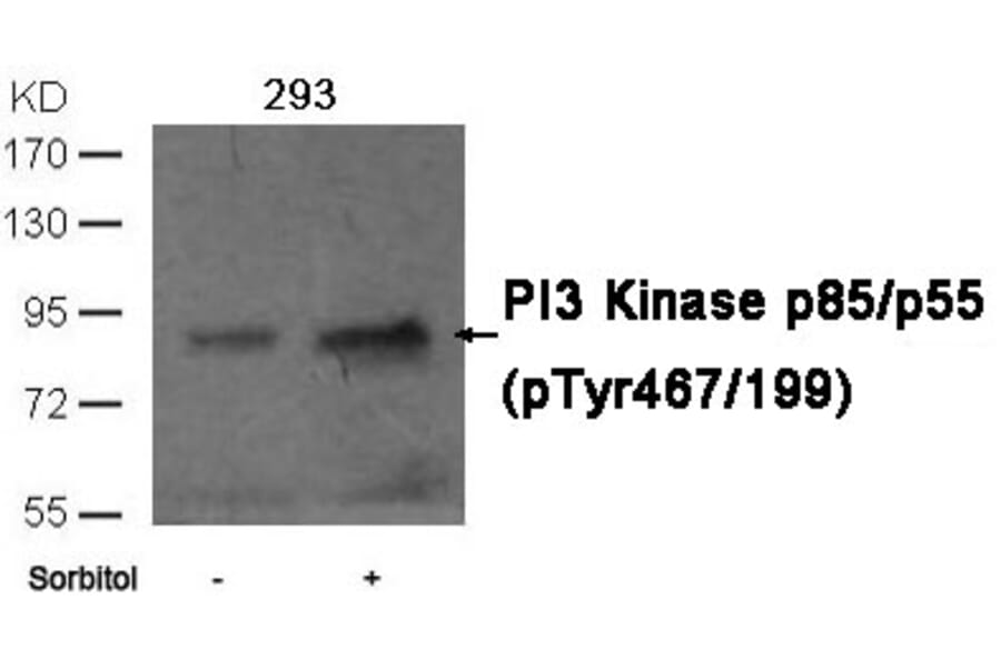 Western blot - PI3 Kinase p85/p55 (phospho-Tyr467/199)Antibody from Signalway Antibody (11508) - Antibodies.com
