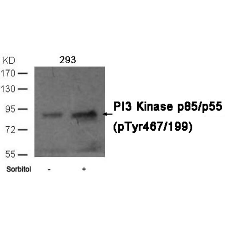 Western blot - PI3 Kinase p85/p55 (phospho-Tyr467/199)Antibody from Signalway Antibody (11508) - Antibodies.com