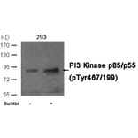 Western blot - PI3 Kinase p85/p55 (phospho-Tyr467/199)Antibody from Signalway Antibody (11508) - Antibodies.com