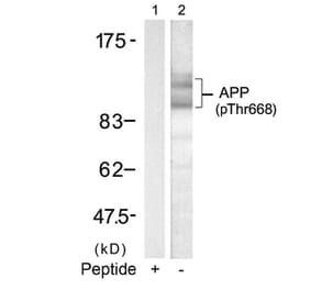 Western blot - APP (Phospho-Thr668) Antibody from Signalway Antibody (11190) - Antibodies.com