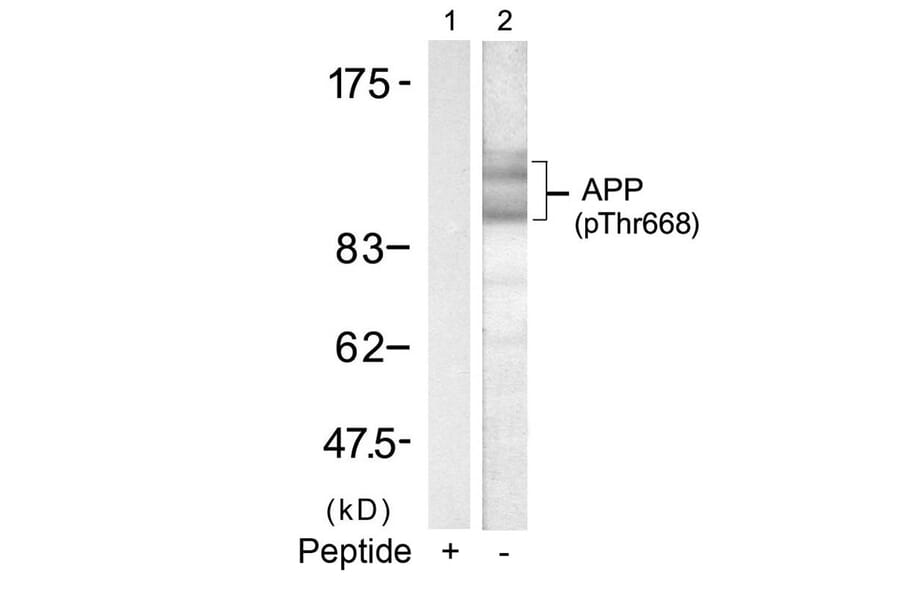 Western blot - APP (Phospho-Thr668) Antibody from Signalway Antibody (11190) - Antibodies.com