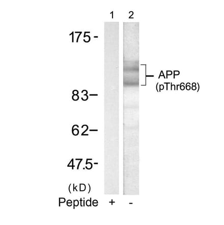 Western blot - APP (Phospho-Thr668) Antibody from Signalway Antibody (11190) - Antibodies.com