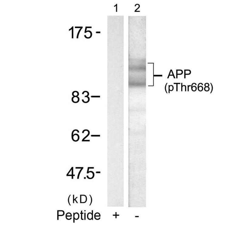 Western blot - APP (Phospho-Thr668) Antibody from Signalway Antibody (11190) - Antibodies.com