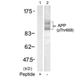 Western blot - APP (Phospho-Thr668) Antibody from Signalway Antibody (11190) - Antibodies.com