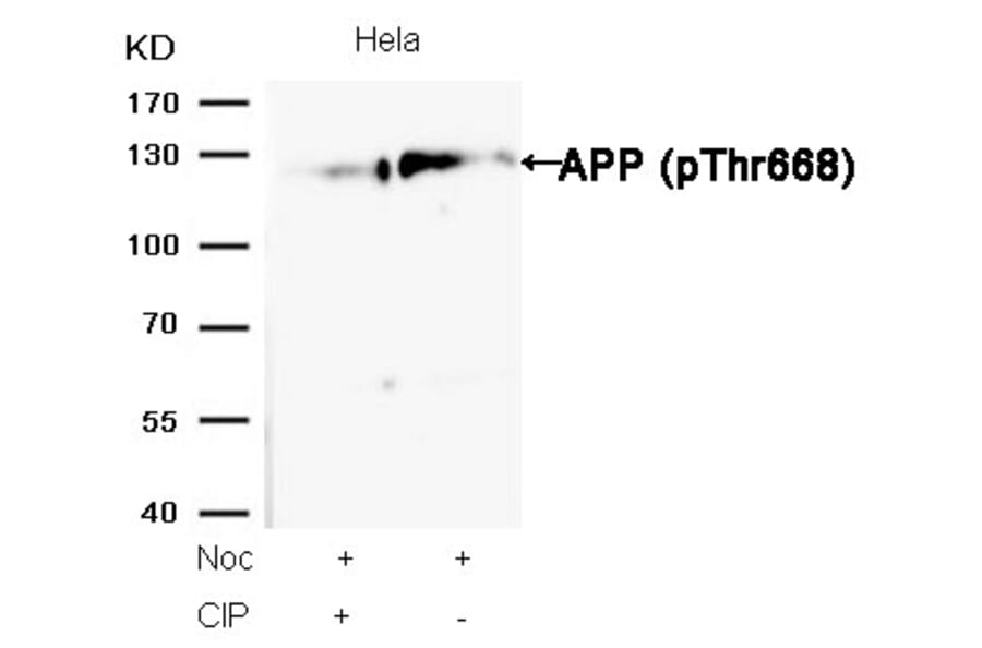Western blot - APP (Phospho-Thr668) Antibody from Signalway Antibody (11190) - Antibodies.com