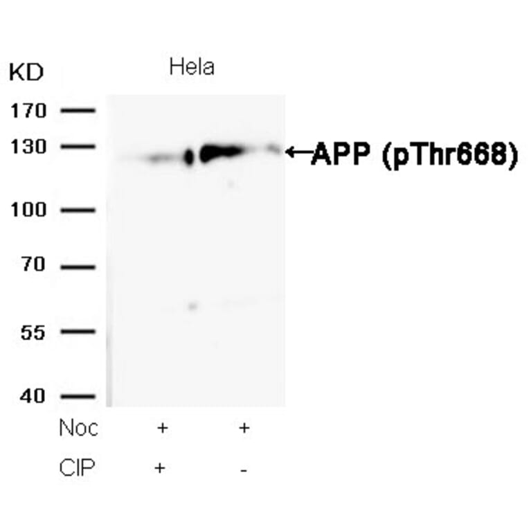 Western blot - APP (Phospho-Thr668) Antibody from Signalway Antibody (11190) - Antibodies.com