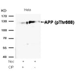 Western blot - APP (Phospho-Thr668) Antibody from Signalway Antibody (11190) - Antibodies.com