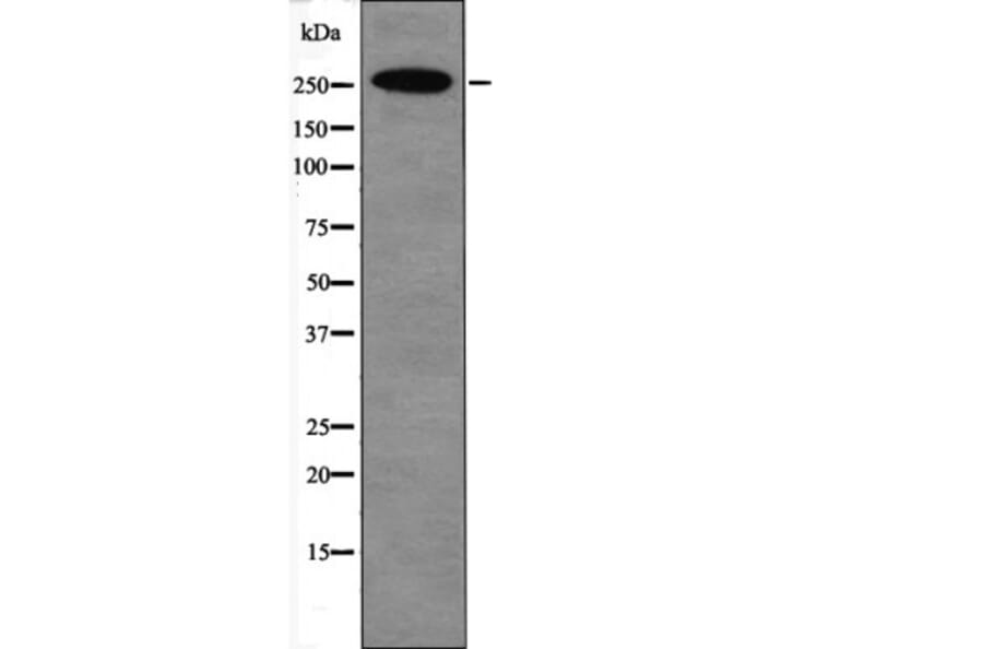 Western blot - E1A-associated Protein p300 (Phospho-Ser1834) Antibody from Signalway Antibody - Antibodies.com