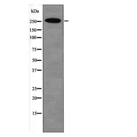 Western blot - E1A-associated Protein p300 (Phospho-Ser1834) Antibody from Signalway Antibody - Antibodies.com