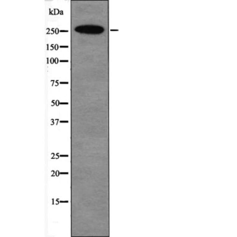 Western blot - E1A-associated Protein p300 (Phospho-Ser1834) Antibody from Signalway Antibody - Antibodies.com