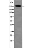 Western blot - E1A-associated Protein p300 (Phospho-Ser1834) Antibody from Signalway Antibody - Antibodies.com